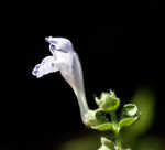 Heartleaf skullcap